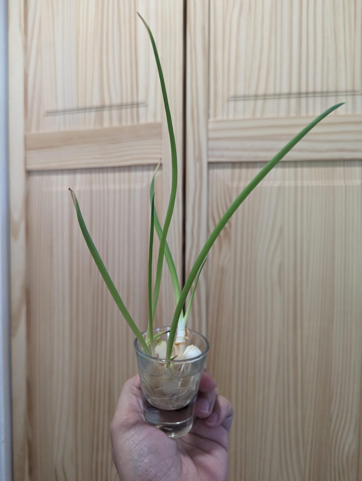 Anyone else propagate their scallions?