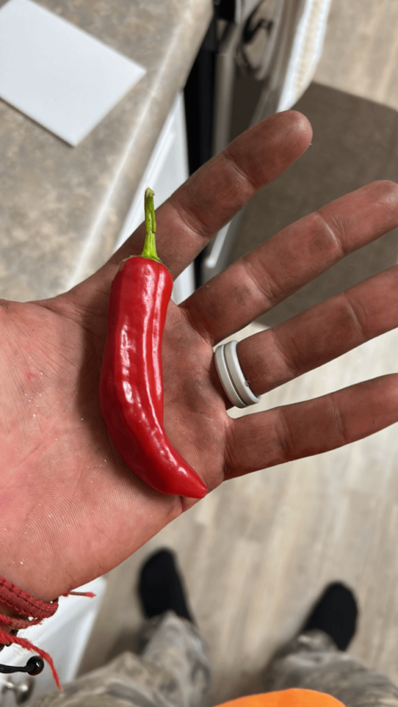 Can someone ID this?