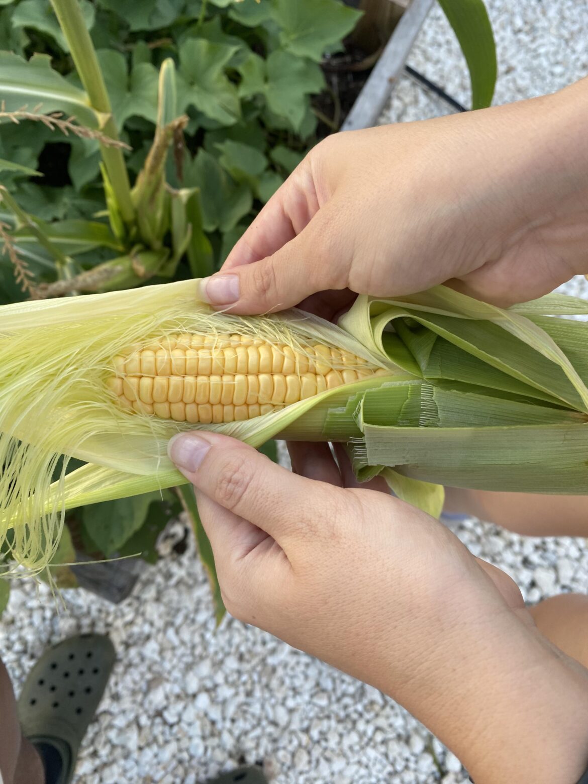 A big lump with knobs