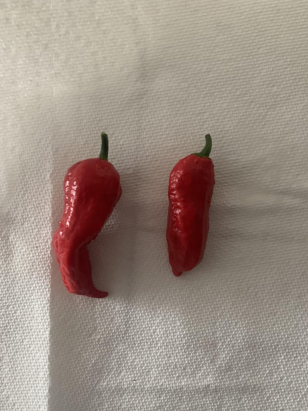 My first ever ghost peppers, fresh off the green. Quite happy with the color 😁