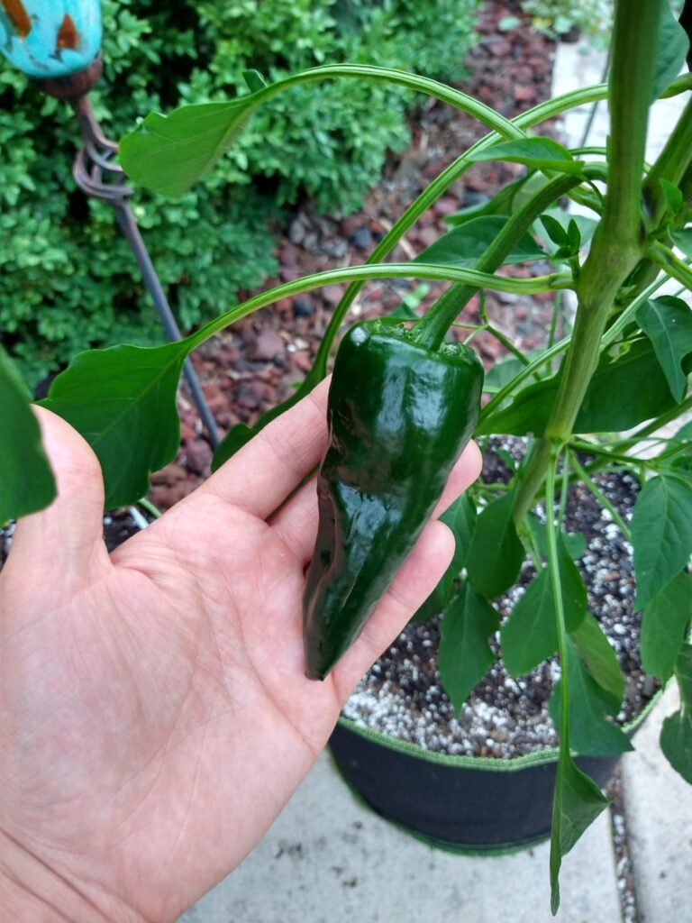 Given seedling labeled "Columbian pepper" is this a poblano?