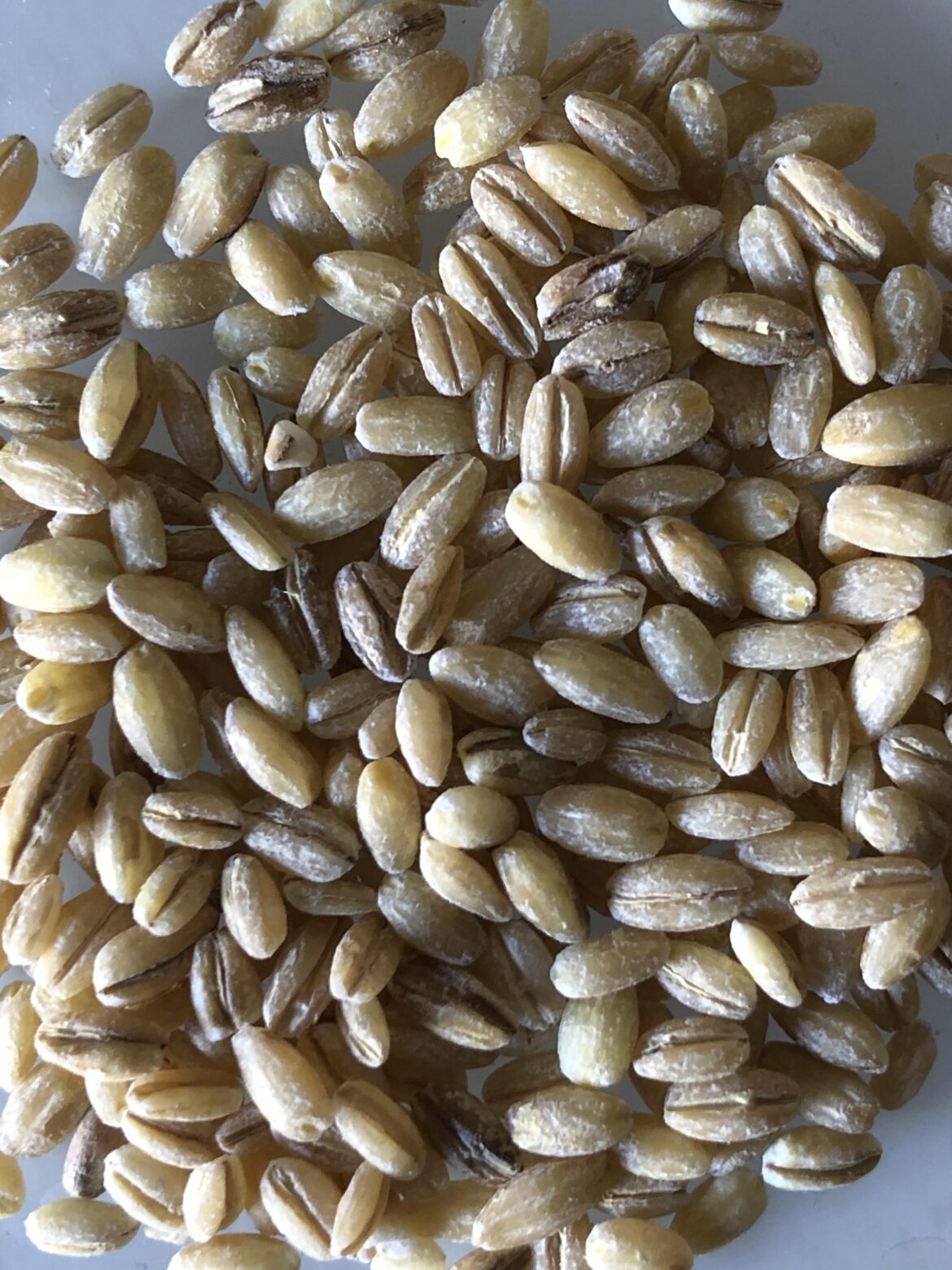 Is this hulled or pearled barley?