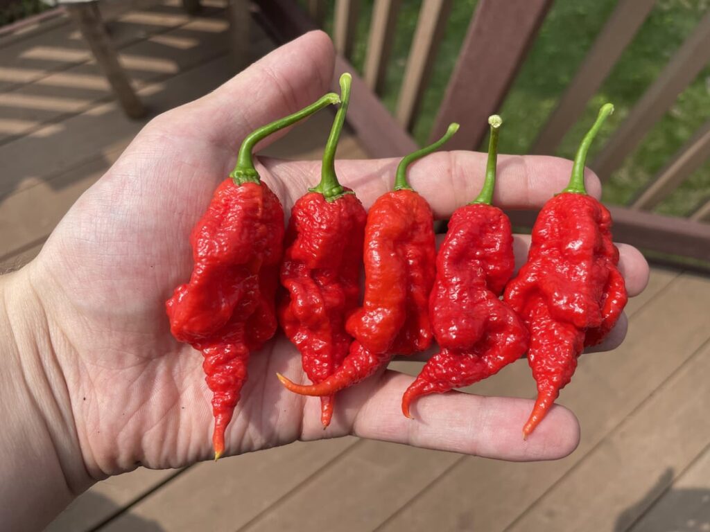 These primotallis are definitely up to no good 🔥