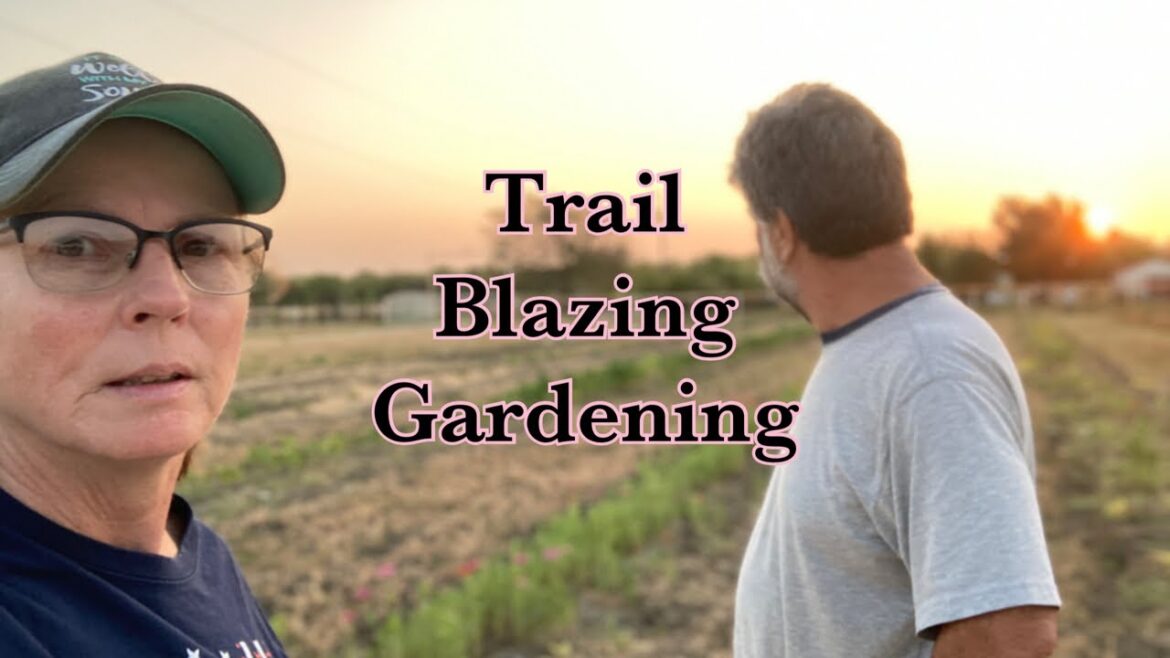 Is anything prospering in this Texas Heat? Garden update!