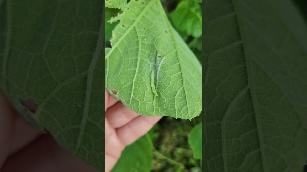 Worms Eating Your Plants? Here’s What to Do #garden #worms #vegetablegarden #squash #homegrown #grow Worms Eating Your Plants? Here’s What to Do #garden #worms #vegetablegarden #squash #homegrown #grow