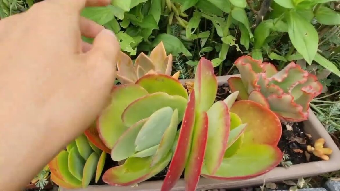 My succulents at the end of July 2023 | Summer Vegetable Garden My succulents at the end of July 2023 | Summer Vegetable Garden