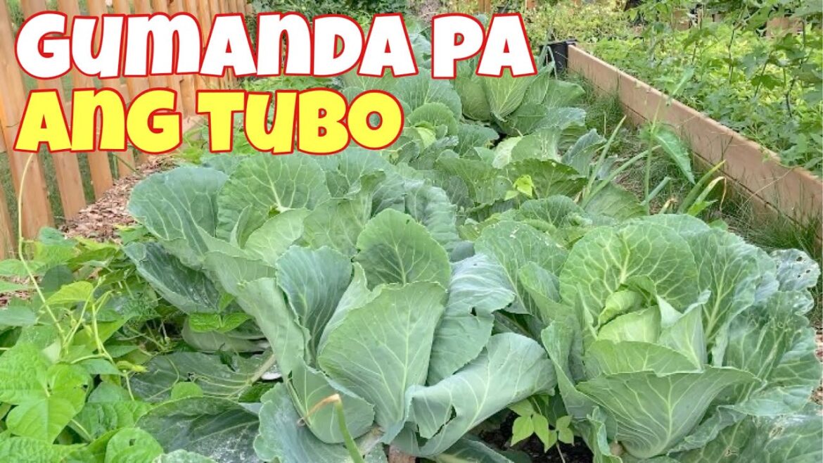 Marami ng bunga ang patola at sitaw, sana makahabol pa | vegetable garden update