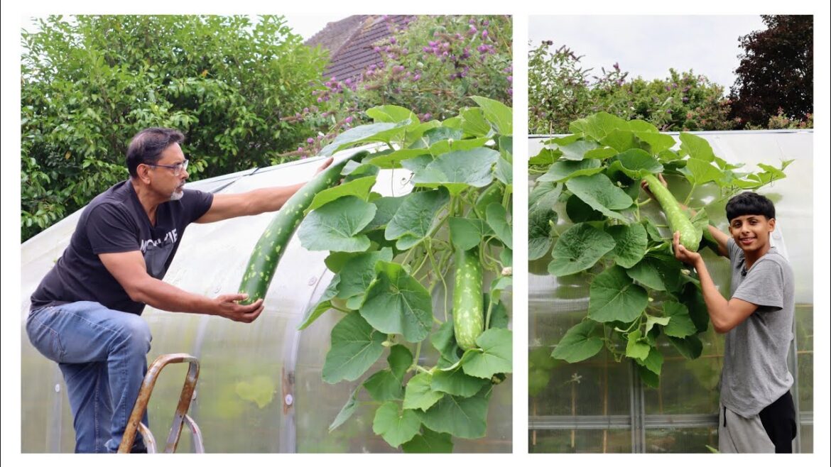 Today's Garden Harvest! August Vegetable Garden Tour