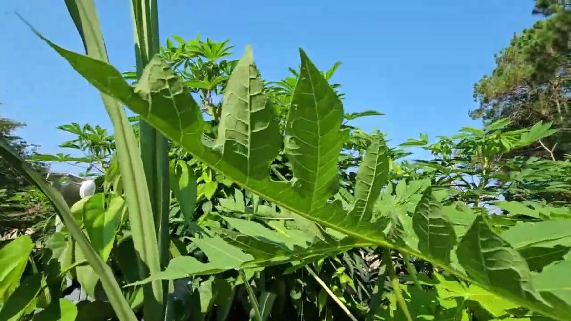 My Backyard Vegetable Garden update. @Living Simple Lifestyle
