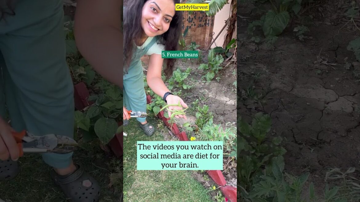 Harvesting home grown summer vegetables | देखिए, मई में घर में कौन सी सब्जियां उग रही हैं #Shorts