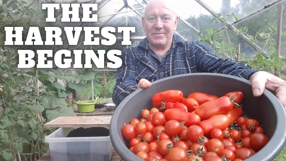 The Harvest Begins [Gardening Allotment UK] [Grow Vegetables At Home ]