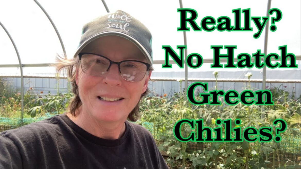 No Hatch Green Chilies This Year? What was in our skies this morning?