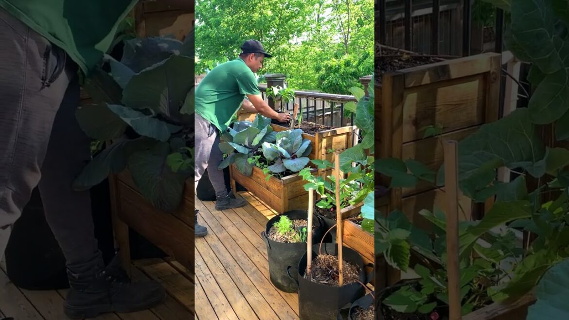 Crop rotation timeline from one purple plant to another. Maximize harvest for short season garden