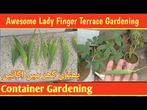 Harvesting Of Different Vegetables. #garden #terrace #terracegarden #viral #harvesting #vegetable Harvesting Of Different Vegetables. #garden #terrace #terracegarden #viral #harvesting #vegetable
