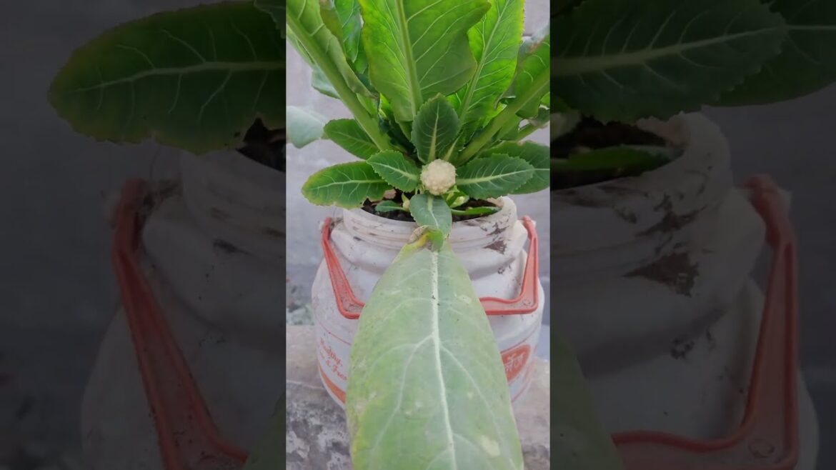 Cauliflower with multiheads #kitchengardening #gardentips #cauliflower #shorts #viral shorts #facts