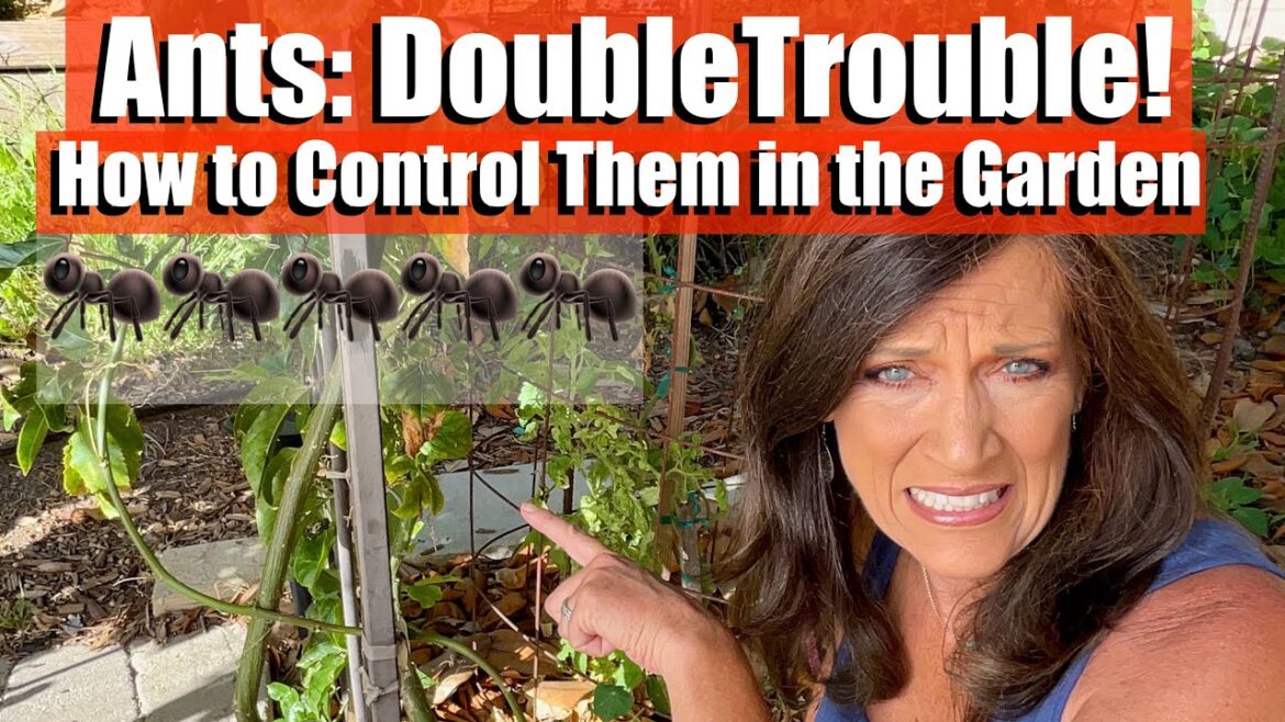 Ants: Double Trouble! How to Control Them in the Vegetable Garden Ants: Double Trouble! How to Control Them in the Vegetable Garden