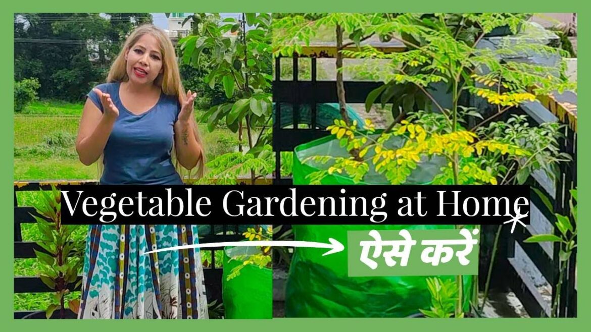 Vegetable Gardening at Home: महंगाई नहीं करेगी परेशान, घर में सिर्फ गमलों में ऐसे उगाएं कई सब्जियां Vegetable Gardening at Home: महंगाई नहीं करेगी परेशान, घर में सिर्फ गमलों में ऐसे उगाएं कई सब्जियां
