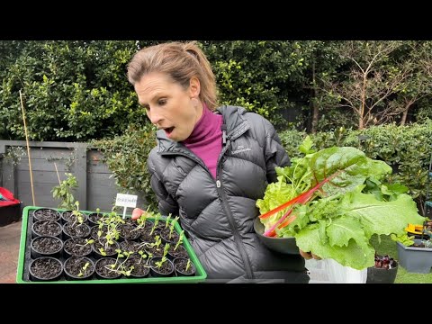 JULY! Melbourne Winter Garden Tour – and what to plant now! Winter Vegetable Gardening Australia JULY! Melbourne Winter Garden Tour - and what to plant now! Winter Vegetable Gardening Australia