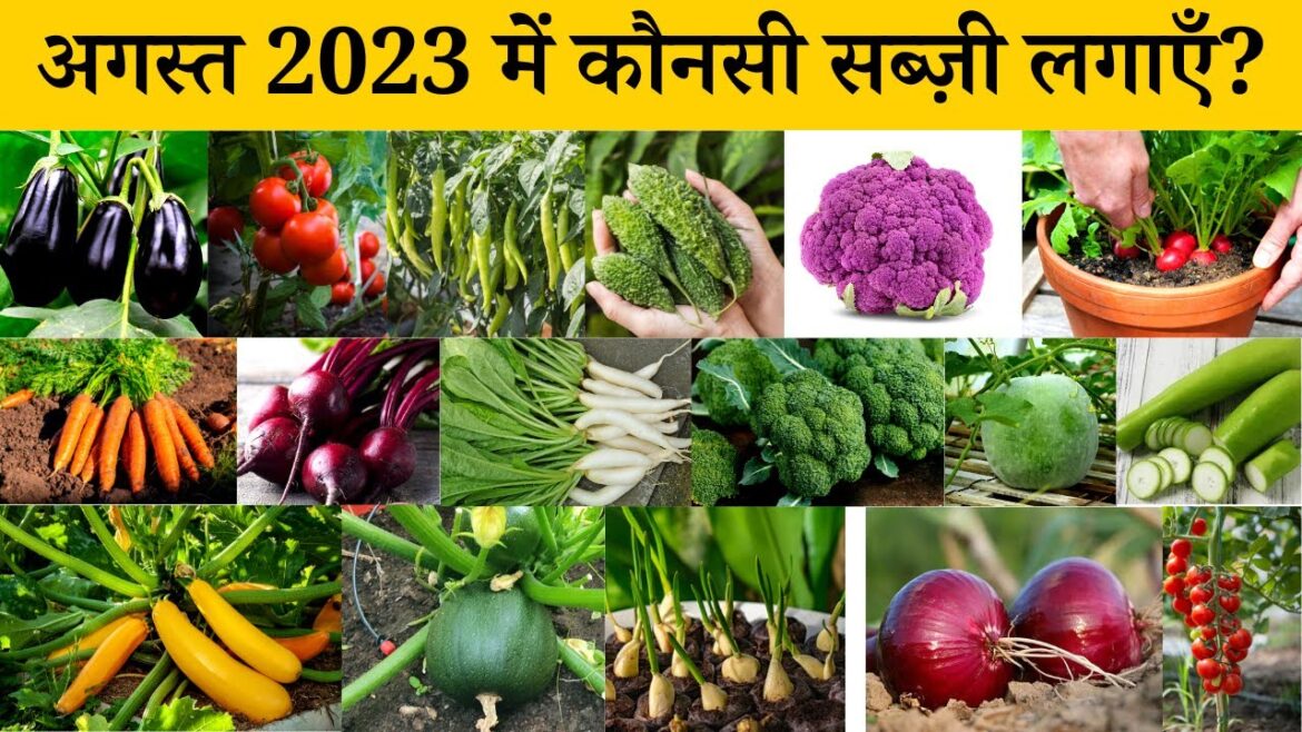 होम गार्डन में अगस्त 2023 में कौनसी सब्ज़ी लगाएँ | August me konsi sabji lagaye, August Vegetables होम गार्डन में अगस्त 2023 में कौनसी सब्ज़ी लगाएँ | August me konsi sabji lagaye, August Vegetables