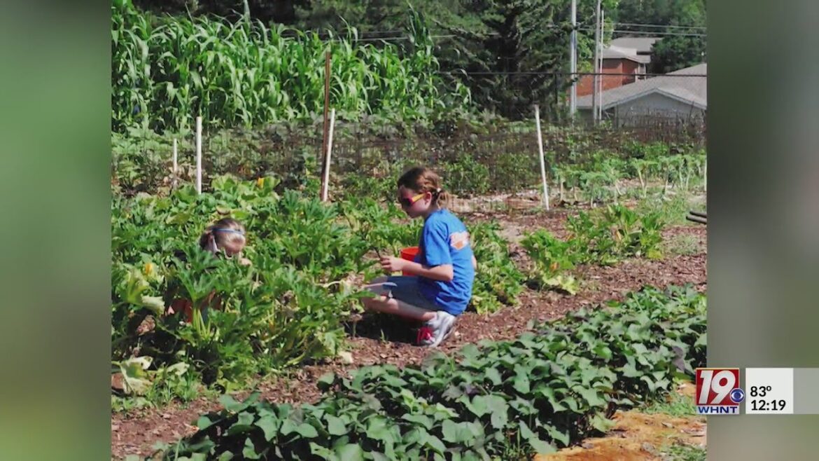 Enable Madison County’s Vegetable Garden Celebrating 35 Years | August 9, 2023 | News 19 at Noon Enable Madison County's Vegetable Garden Celebrating 35 Years | August 9, 2023 | News 19 at Noon