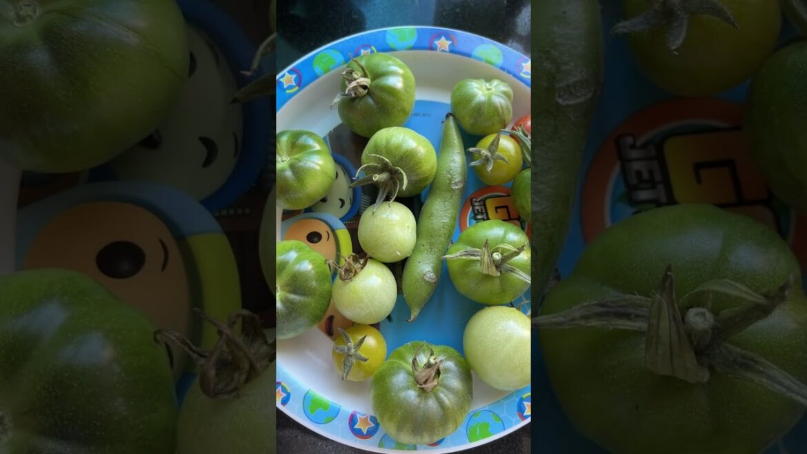 How I grew tomatoes #allotment #gardening How I grew tomatoes #allotment #gardening