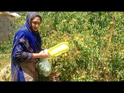 Fresh Vegetable harvesting village garden|Pakistani village family |summer vegetable|SN kayani vlog Fresh Vegetable harvesting village garden|Pakistani village family |summer vegetable|SN kayani vlog
