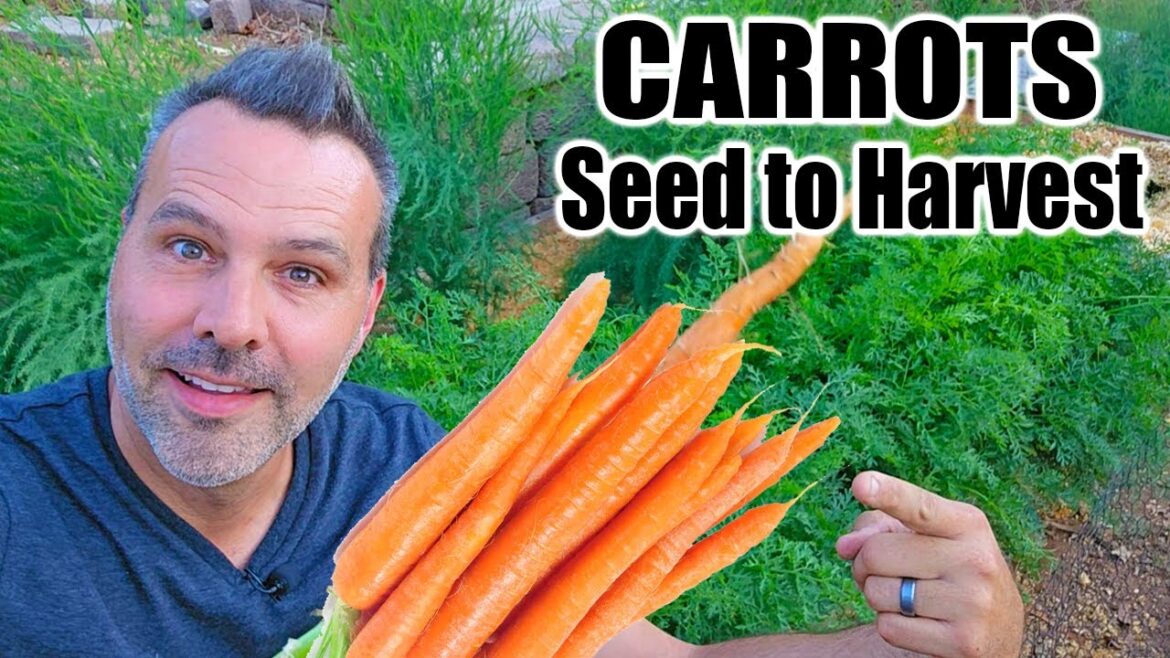 How to Grow Carrots from Seed to Harvest How to Grow Carrots from Seed to Harvest