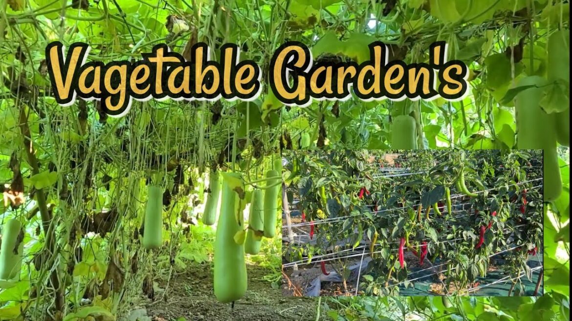 Plants in Summer | Vegetable Garden | Gardening | Jindo Korea