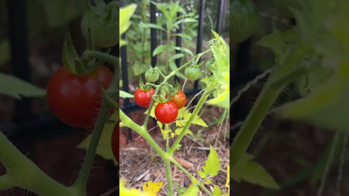 #tomatoes #cherrytomatoes #ripening #vine #tomatoplants #gardenvlog #growingtomatoes #growingfood
