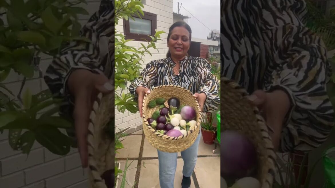 आज दी पालक के पौधे कम्पोस्टऔर तोडी सब्ज़ियाँ | gardening ideas for home | home gardening ideas