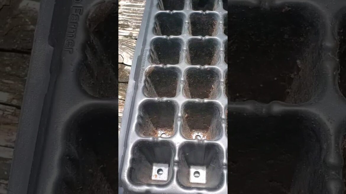 South Florida (10b+) is a different world when it comes to vegetable seed starts.