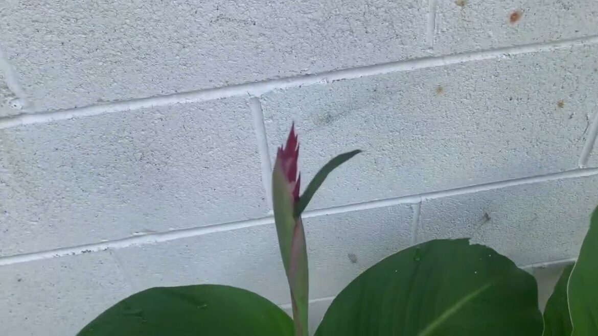 No till gardening vegetable garden progress and update