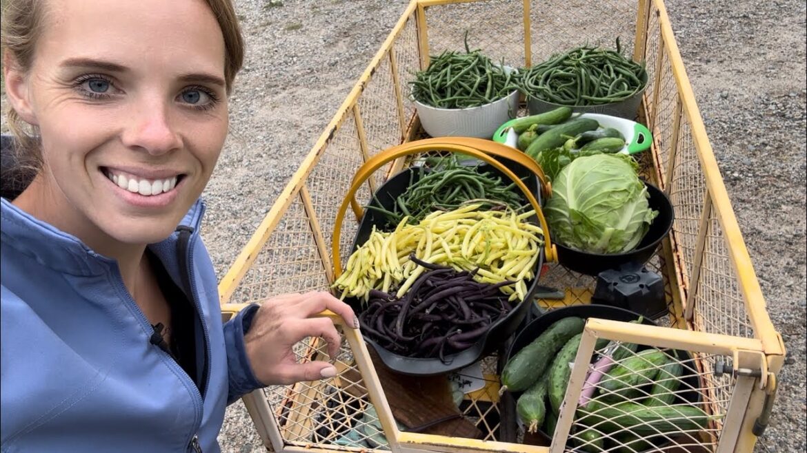 August Vegetable Garden Harvest: Part 1 | Simply Bloom August Vegetable Garden Harvest: Part 1 | Simply Bloom