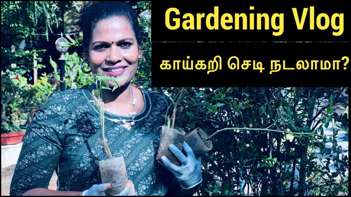 This Weeks Gardening Vlog in Tamil|How To Start A Vegetable Garden ?|Gardening Tips For Beginners This Weeks Gardening Vlog in Tamil|How To Start A Vegetable Garden ?|Gardening Tips For Beginners