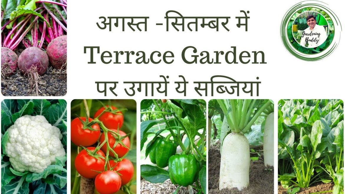 Vegetables to plant in August in home gardening/August planting vegetables for beginners Vegetables to plant in August in home gardening/August planting vegetables for beginners