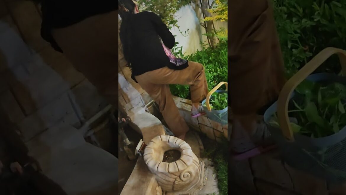 EP 90 UPDATE MY VEGETABLE GARDEN