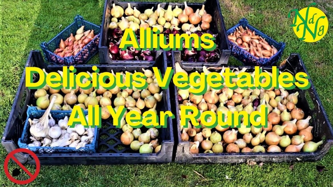 No Dig growing guide: Alliums for delicious all year round vegetables.
