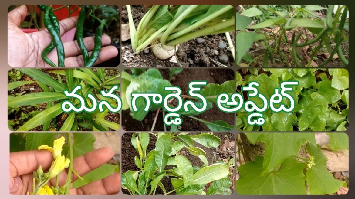 మన గార్డెన్ అప్డేట్/How to maintain vegetable garden ? #vegetables #gardeningideas #villagelife