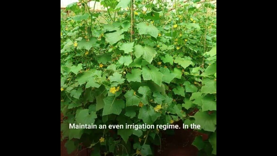 cucumber farming guidea