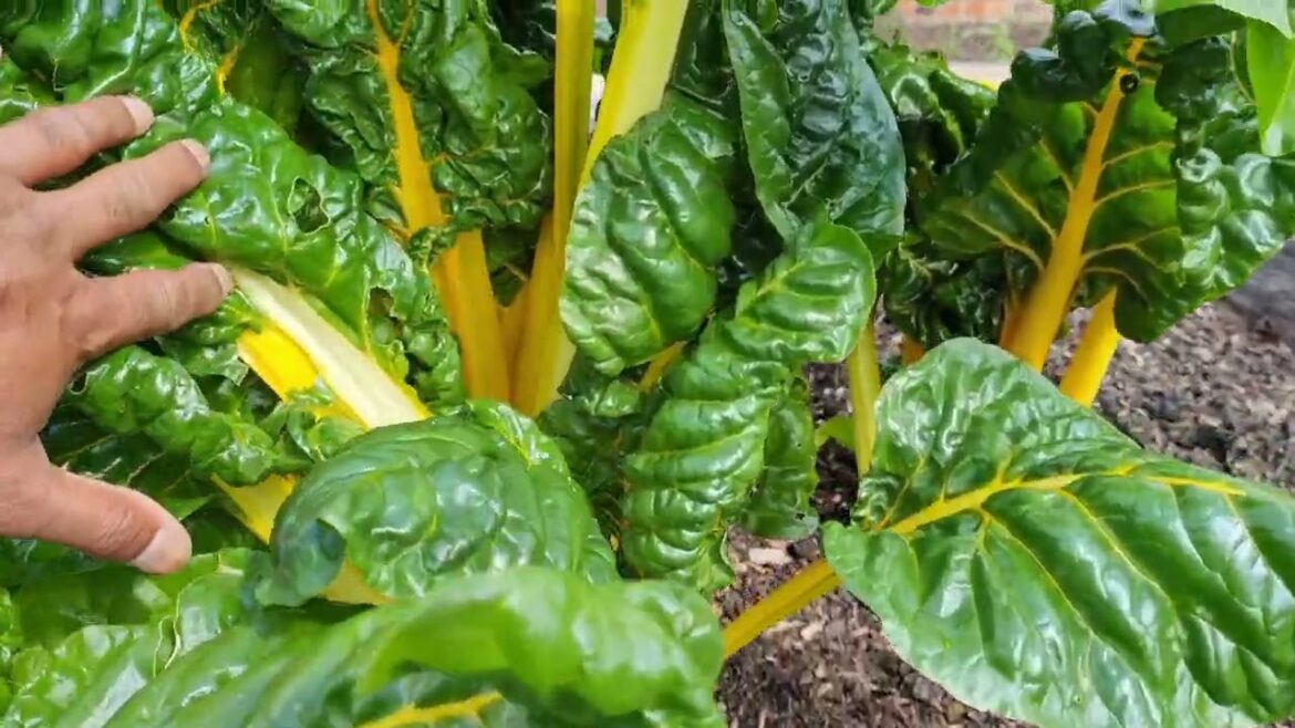 Visit to the RHS Bridgewater community vegetable garden