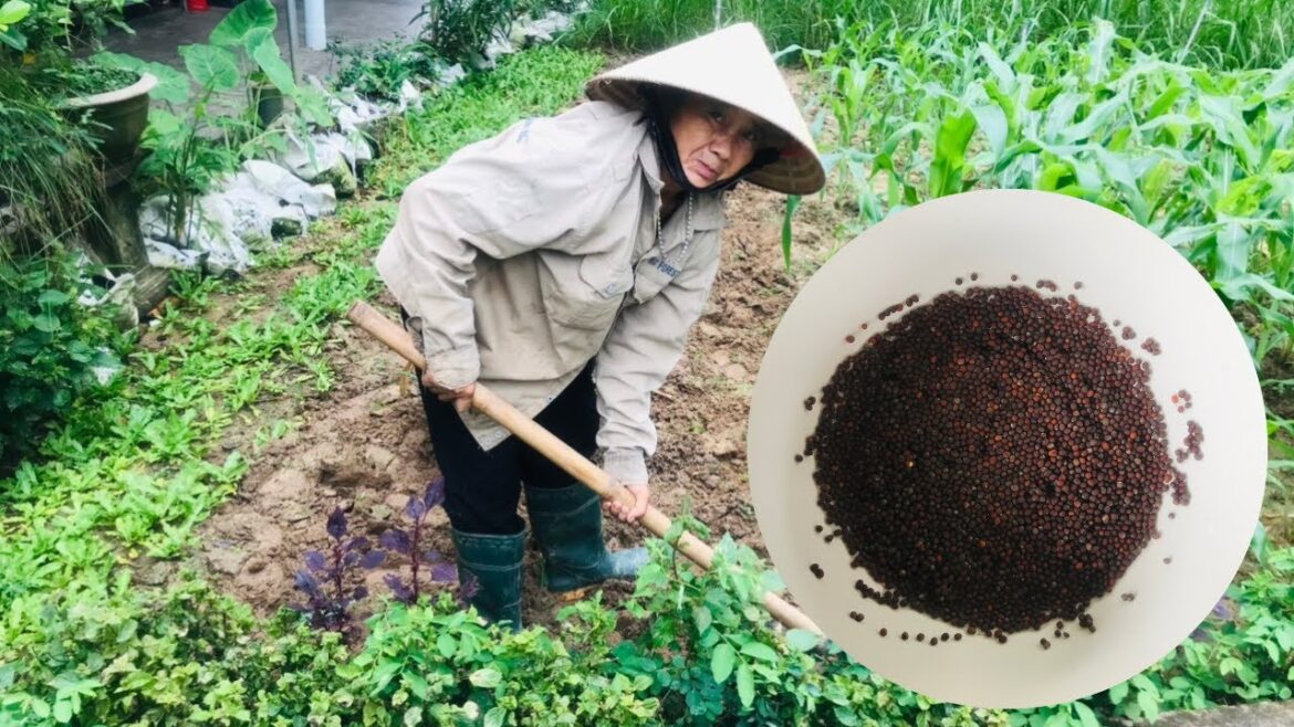 Mom grows spicy cruciferous vegetables in the garden