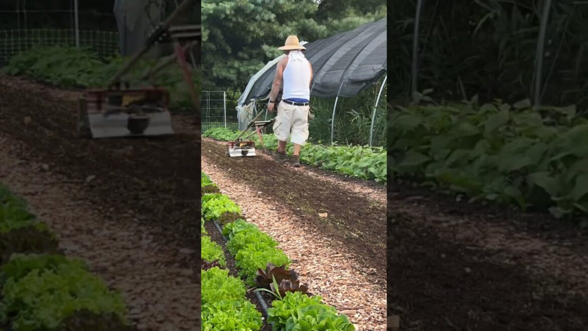 MAKE A FULL TIME LIVING GROWING VEGETABLES IN YOUR BACKYARD! #marketfarming #gardening #notill