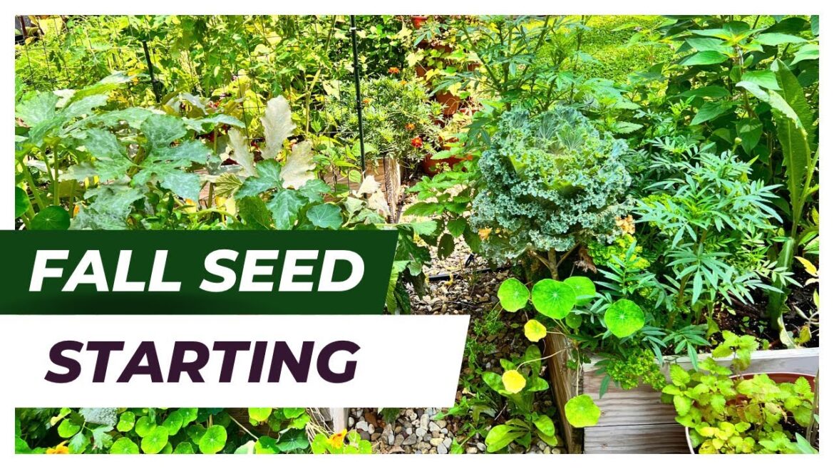 FALL VEGETABLE GARDEN | SEED STARTING | BEET HARVEST | GARDEN ZONE 5B