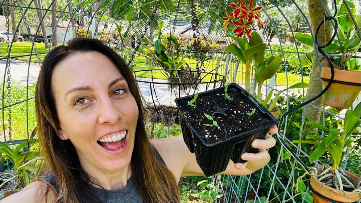 September Vegetables: What to plant in your Florida Vegetable Garden month by month