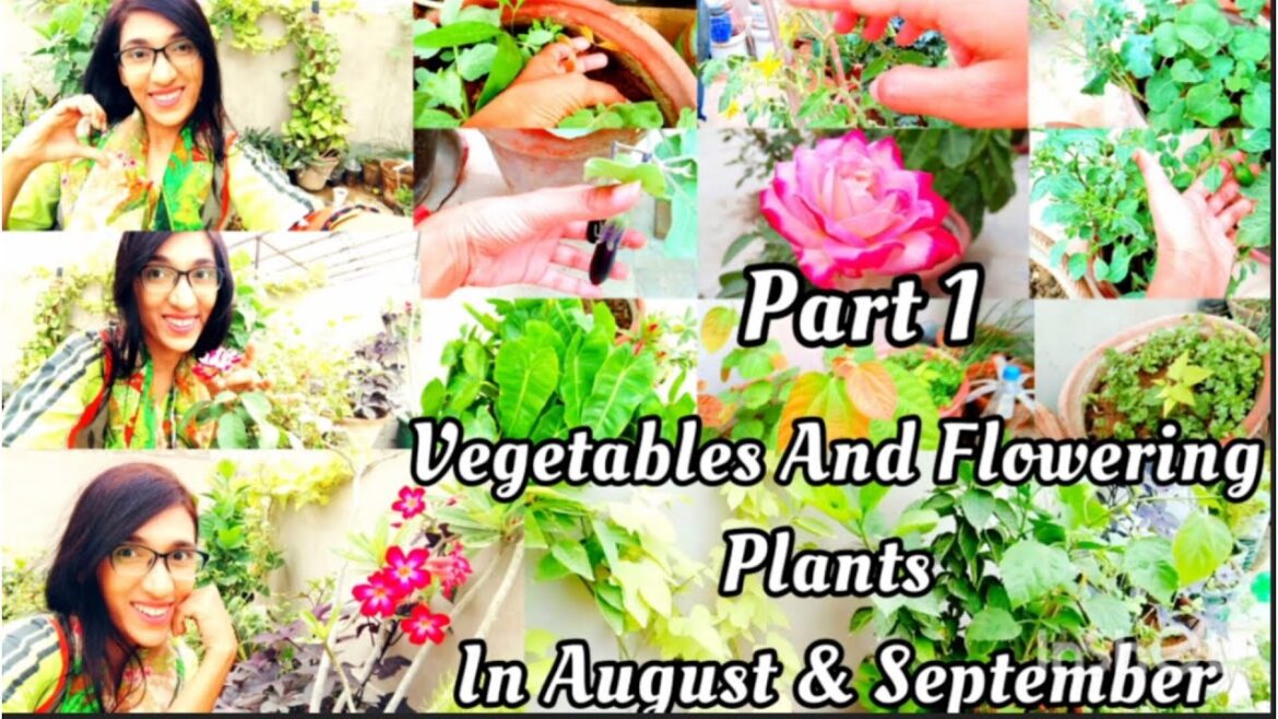 Vegetable Gardening in August September|August September Flowering Plants|August PlantingGuide Part1