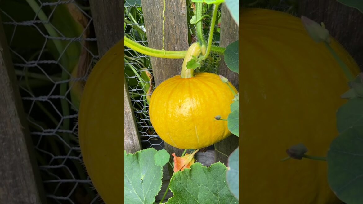 Harvesting Tomatoes, Onions and Potatoes From Our Vegetable Garden