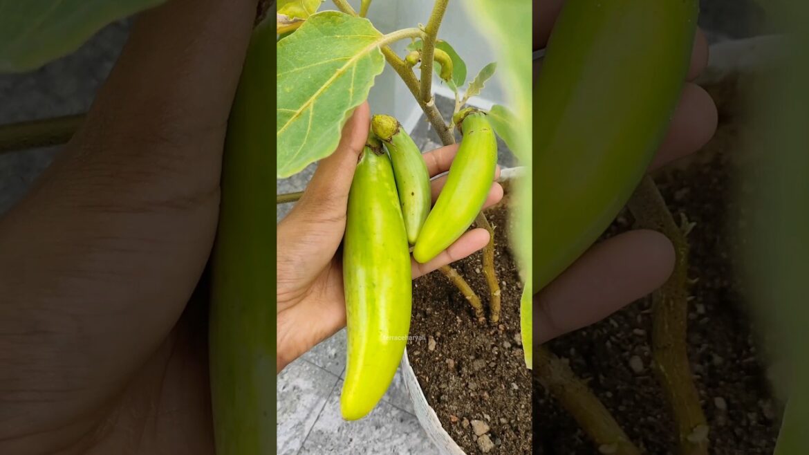 Green Brinjal plant|Brinjal harvesting time|How to grow Brinjal plant |Vegetable plant kese lagaye