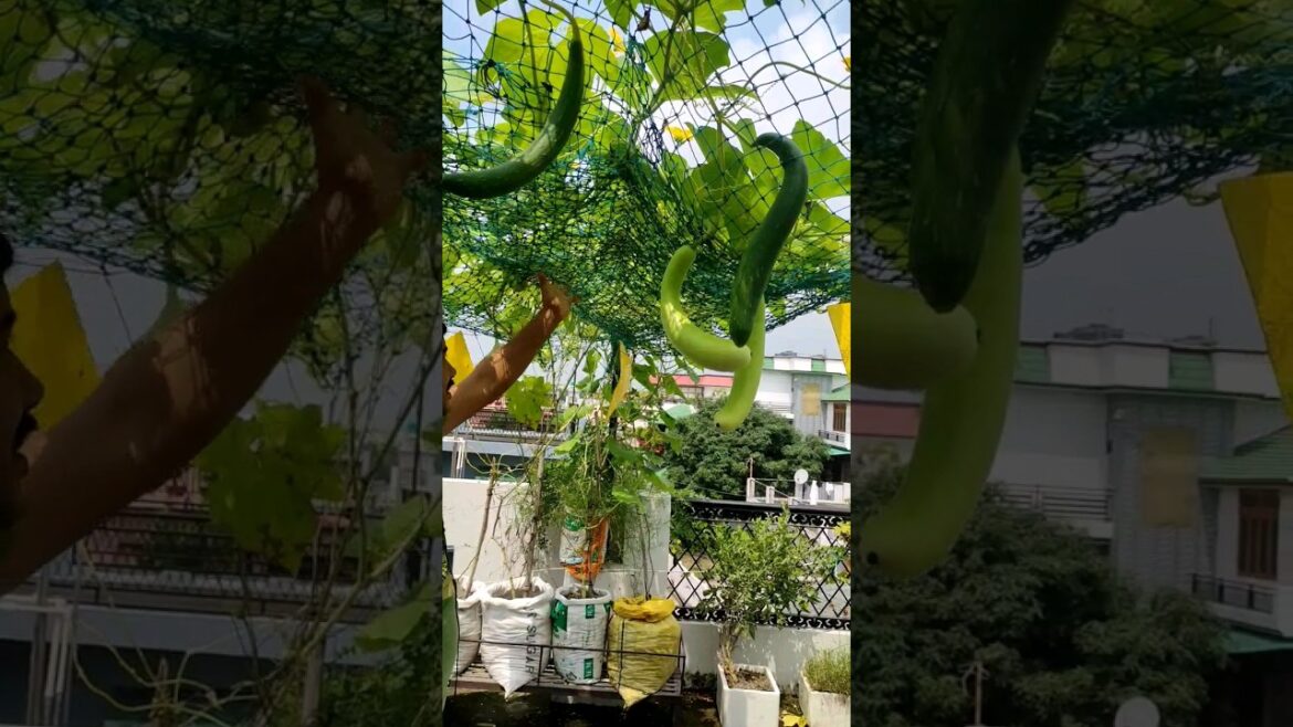 बेल वाली सब्जियों के लिए मचान बनाने का तरीका।#vegetables #gardening #short