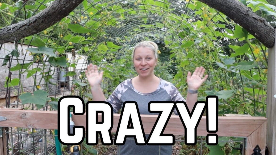 Late Summer Vegetable Garden Tour: Harvests and Progress