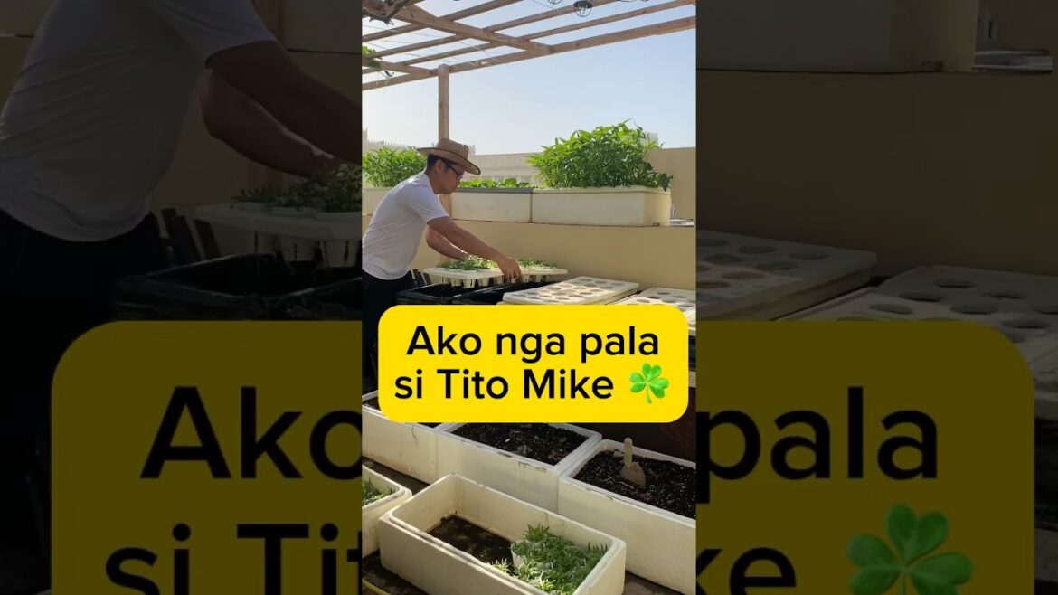 Gulay Mula Sa Rooftop #gulayislife #diy #hydroponics #vegetablegardening #gardening #rooftop #garden